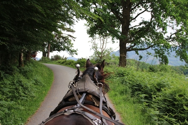 view from the back of a horse walking through the woods