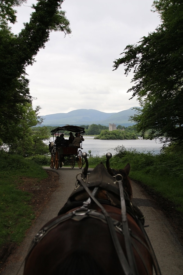 a jaunting cart in the woods near a lake