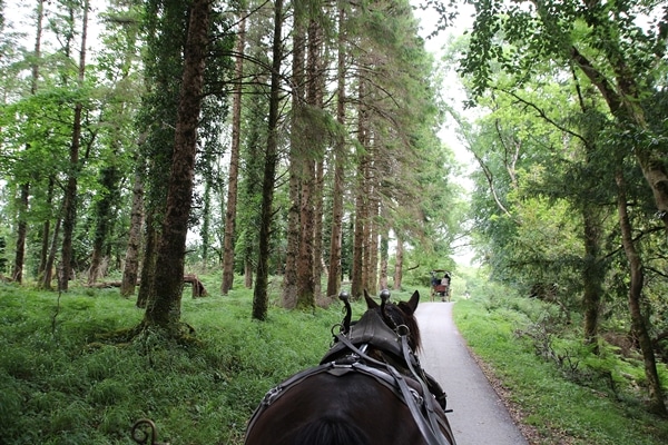 view from behind a horse walking in a forest