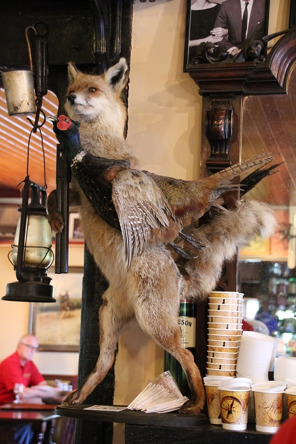 a taxidermy fox and bird