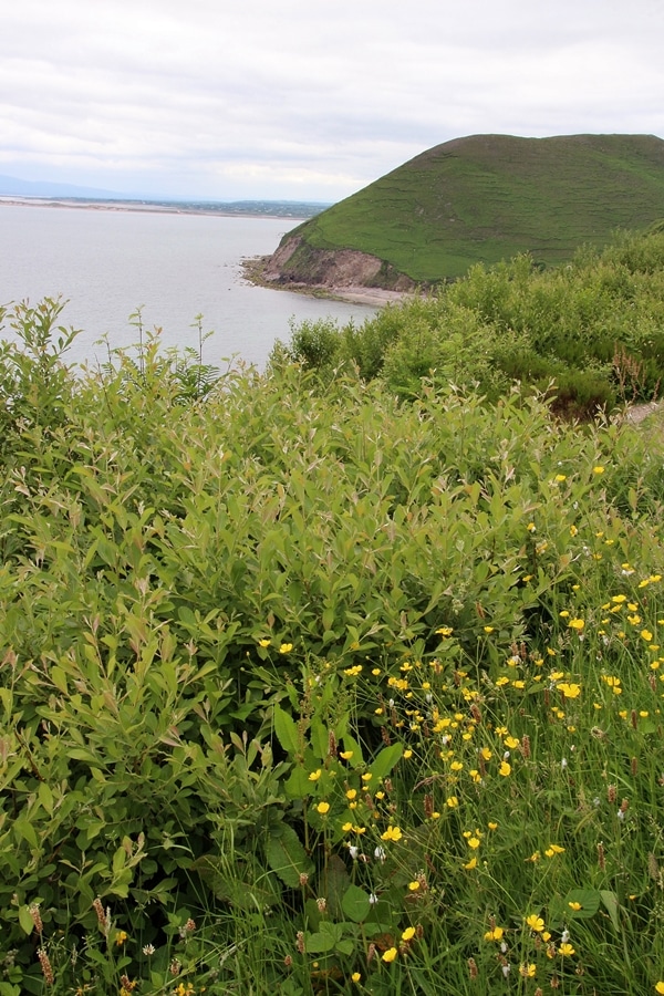 bushes in front of a large body of water