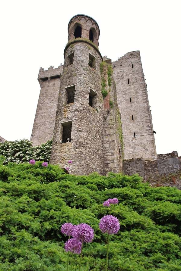 Blarney Castle with purple flowers in front