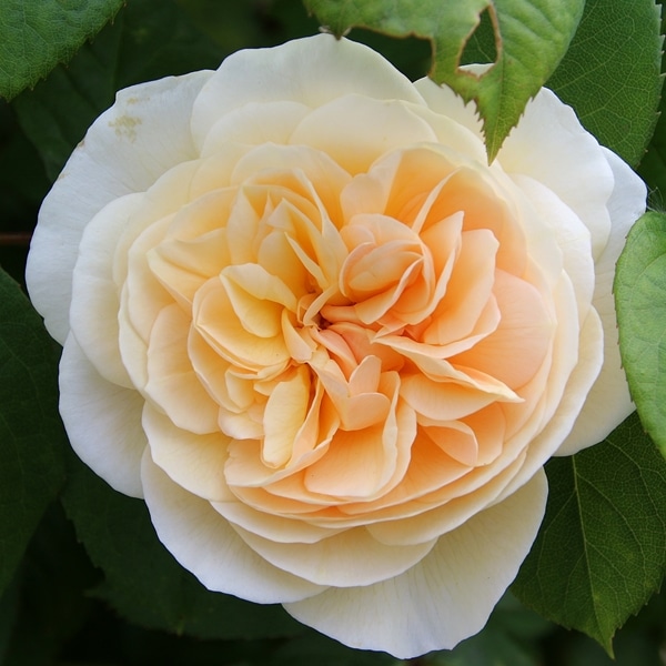 A close up of peach rose