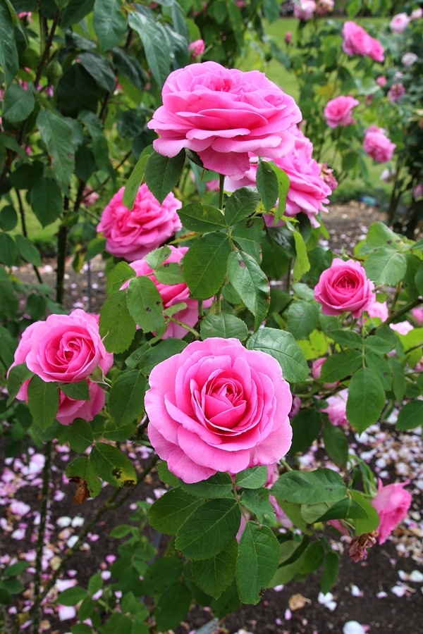 A close up of pink roses