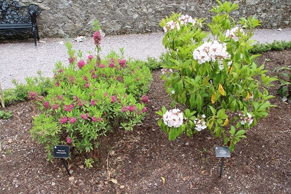 A close up of a flower garden