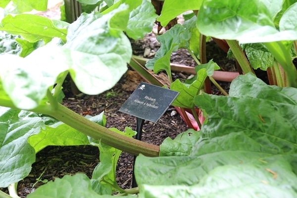 A green plant in a garden