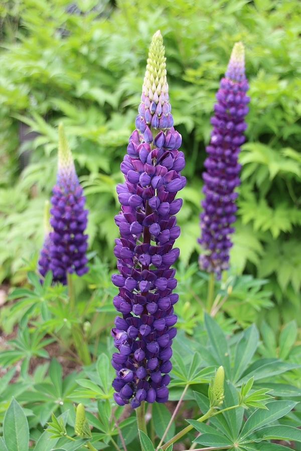 A purple flower in a garden