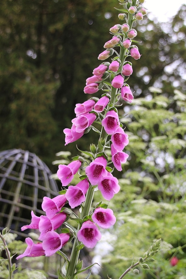 A close up of a pink flower