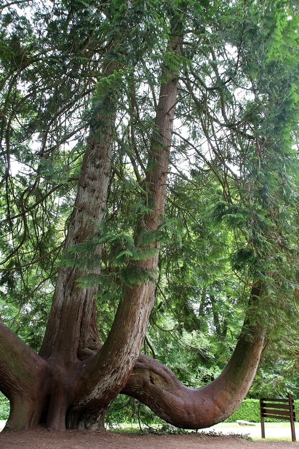 a massive tree with thick trunks