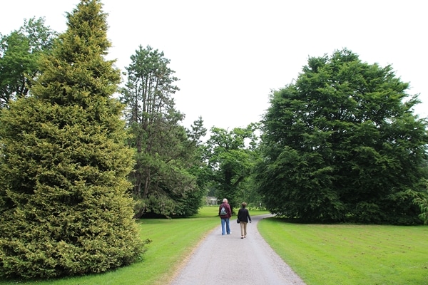 people walking down a path lined with trees