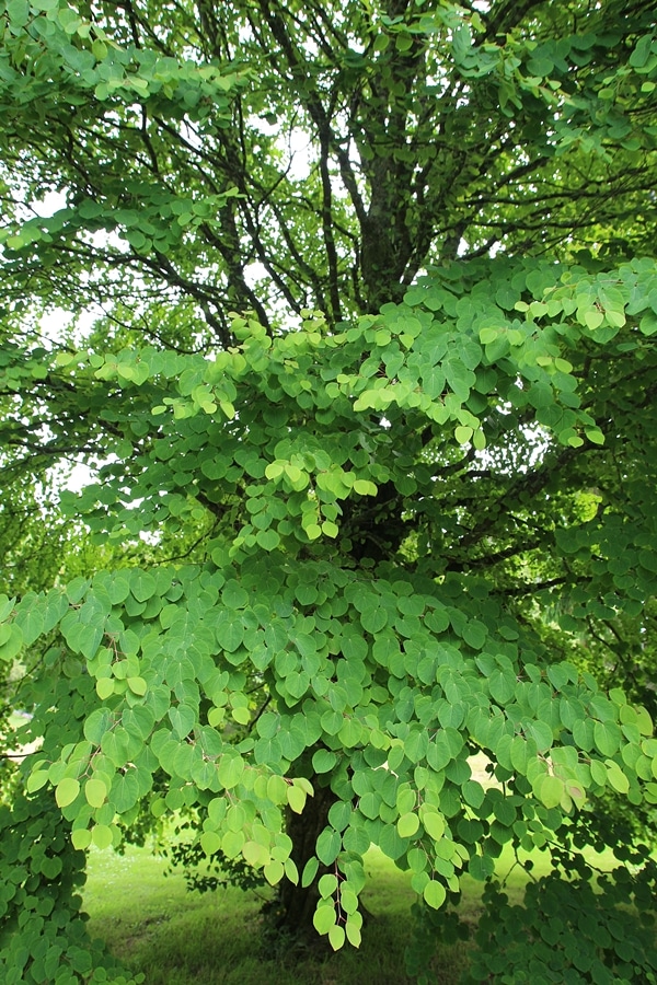 closeup of leaves on a tree