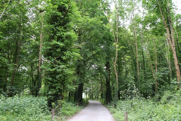 a pathway through the forest