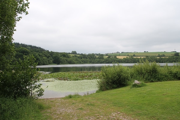 a marshy pond