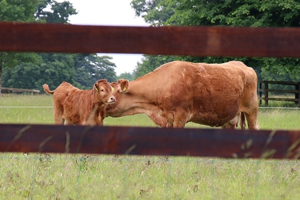 a mother cow and her calf