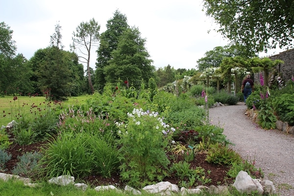 A group of bushes in a garden