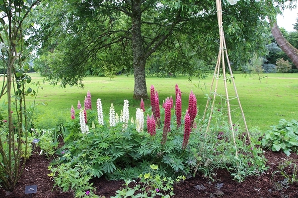 A group of flowers in a garden