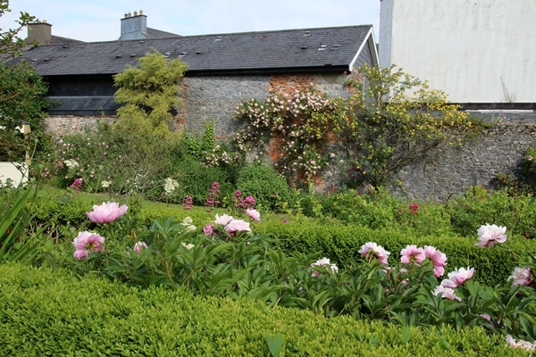 pink flowers in a garden