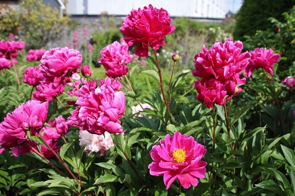 A close up of pink flowers