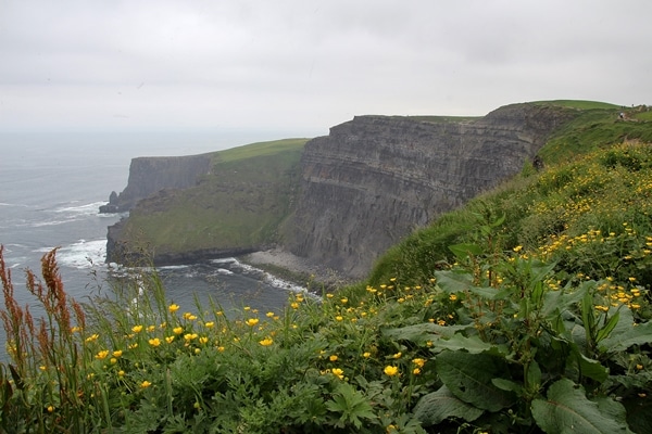 flowers and plants growing on a hillside next to the sea