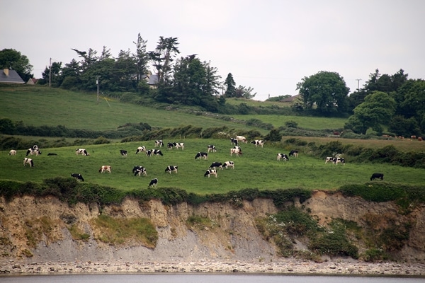 cows grazing on a lush green field