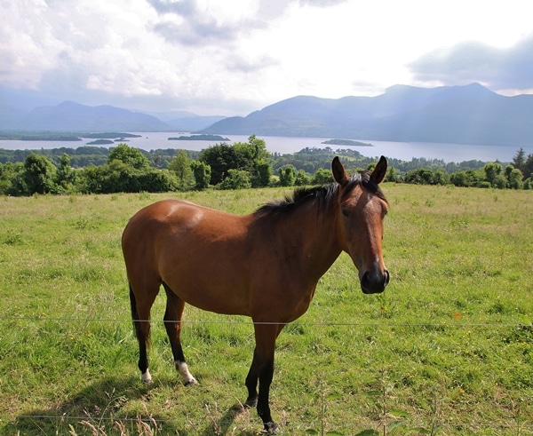 A brown horse standing on top of a lush green field