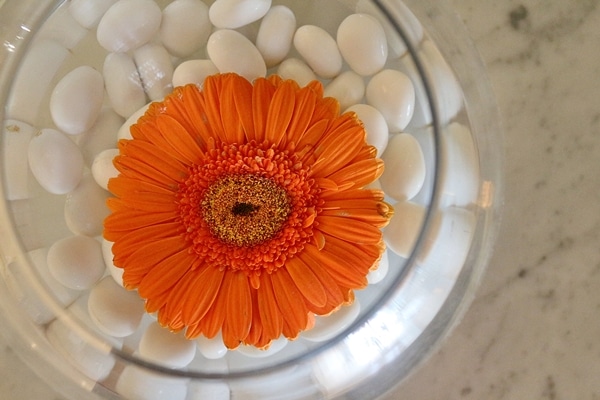 an orange gerbera daisy floating in water