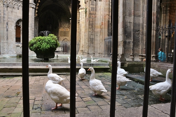 white geese in a courtyard