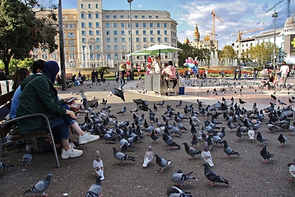 lots of pigeons in a city square