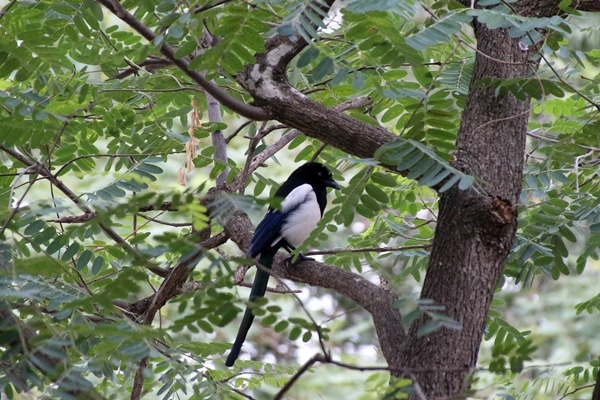 A bird perched on a tree branch