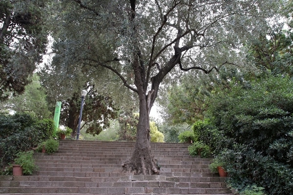 A tree growing through stone steps