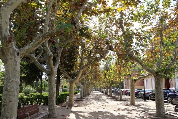 a walkway lined with trees