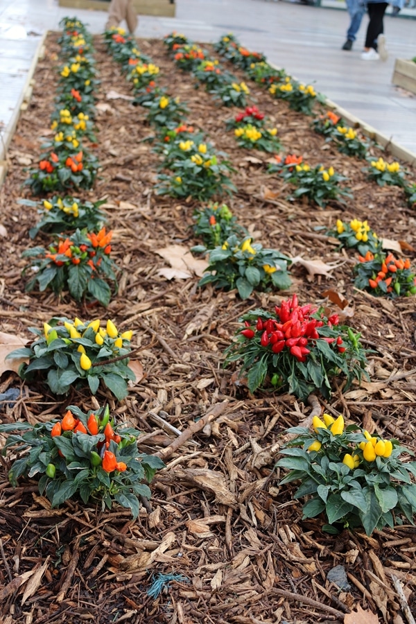 A close up of a flower garden