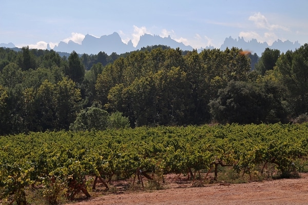 a vineyard with trees and mountains in the distance