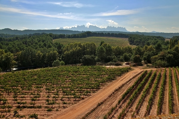 a wine vineyard with a jagged mountain in the distance