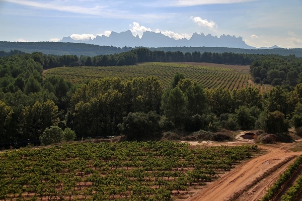 a vineyard with a mountain in the background