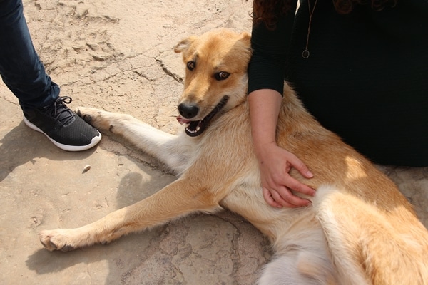 A large brown dog lying on the ground