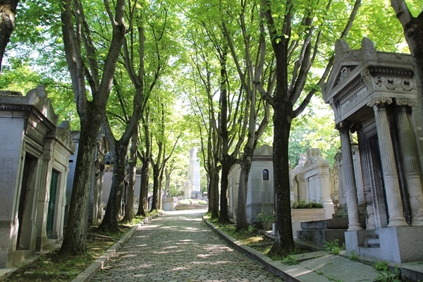 a tree-lined walkway in a cemetery