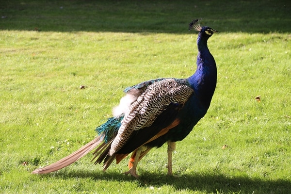 A male peacock standing on grass