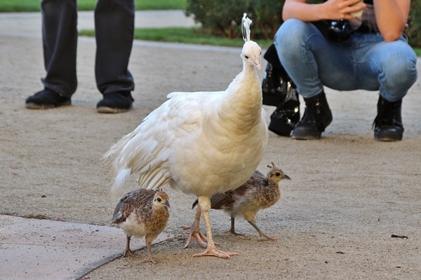 a white female peacock with her 2 baby peacocks