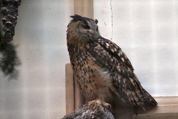 an owl sitting on a rock