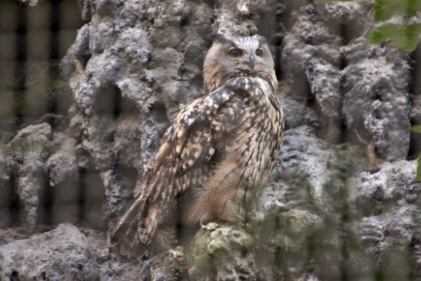 An owl standing on a rock