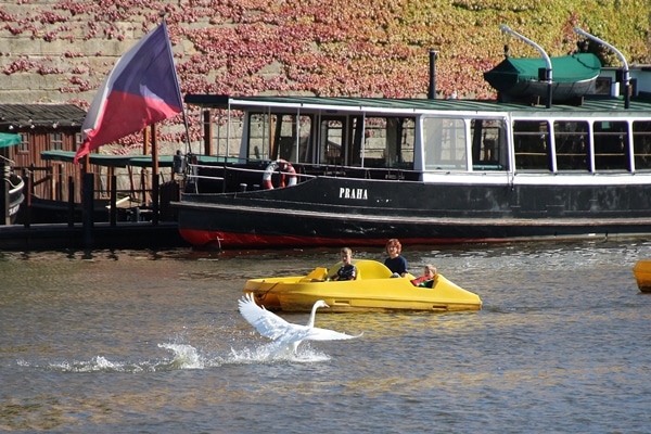 A small boat in river with a swan flying by