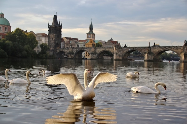 a swan spreading its wings in the river in front of the Charles Bridge