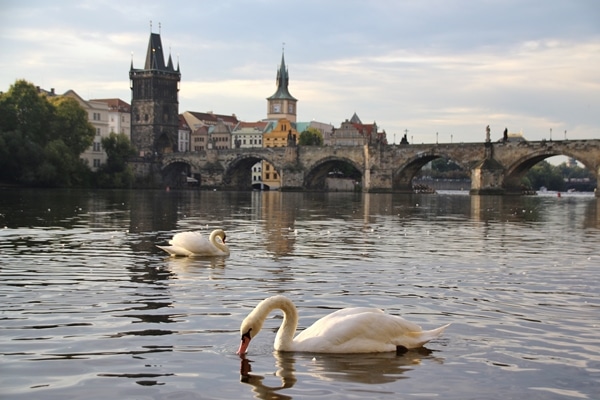 swans drinking from the water in front of a bridge