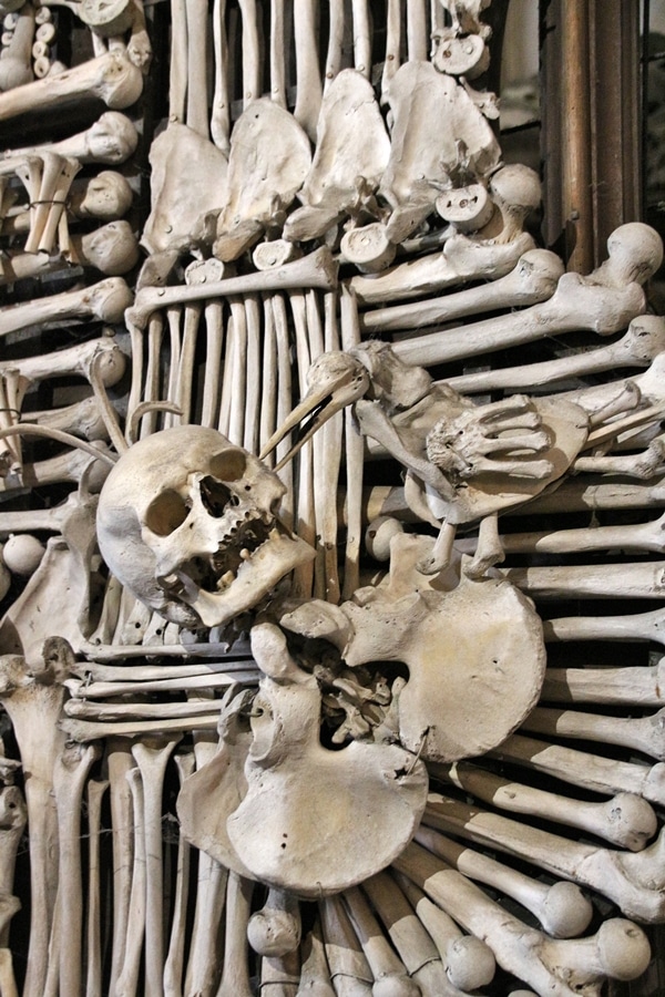 closeup of human bones on a family shield