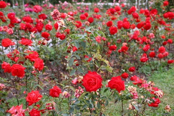 close up of a rose garden