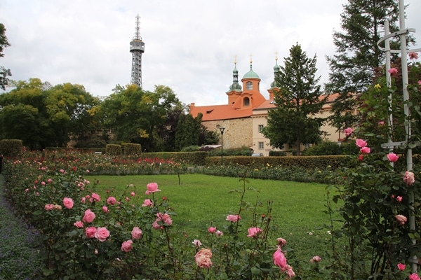 A close up of a flower garden with buildings in the distance