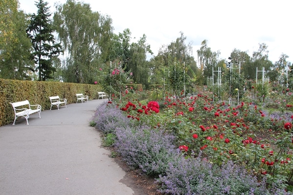 a flower garden with a walking path to the left