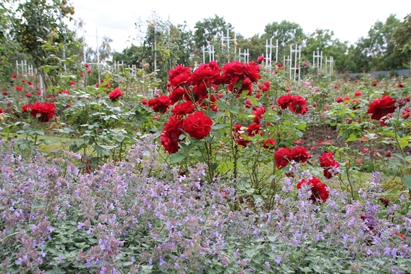 red roses and purple flowers in a garden