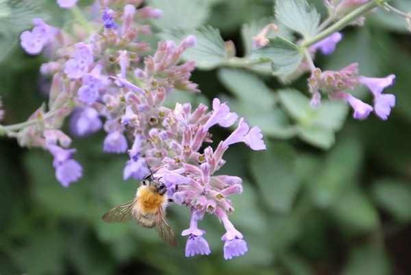 A close up of a bee on a purple flower